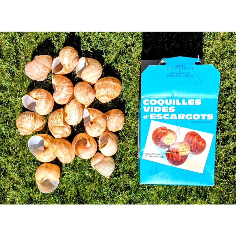 French Coquilles Vides D'escargots Empty Assorted Shells For Canned Snails VTG